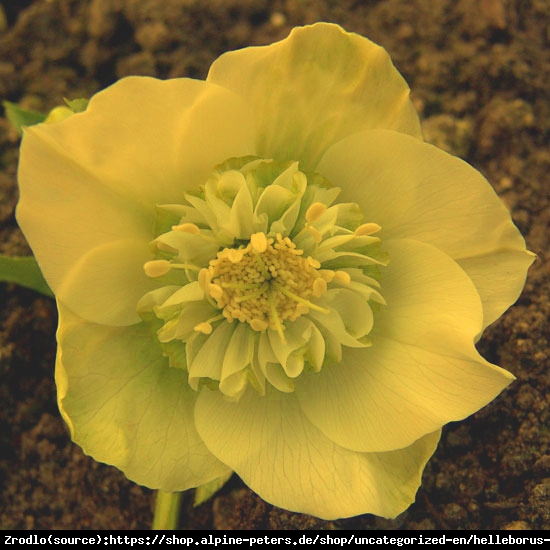 Ciemiernik wschodni Anemone Super Yellow - Rarytas, intensywnie żółty !!! - Helleborus orientalis Anemone Super Yellow