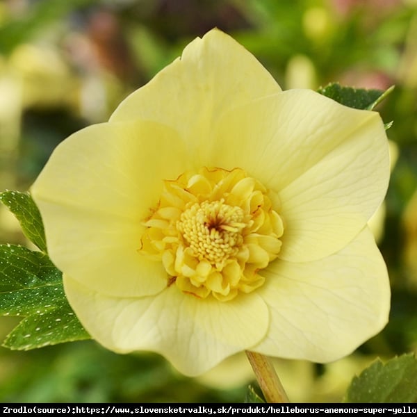 Ciemiernik wschodni Anemone Super Yellow - Rarytas, intensywnie żółty !!! - Helleborus orientalis Anemone Super Yellow