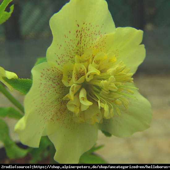 Ciemiernik wschodni Anemone Super Yellow - Rarytas, intensywnie żółty !!! - Helleborus orientalis Anemone Super Yellow