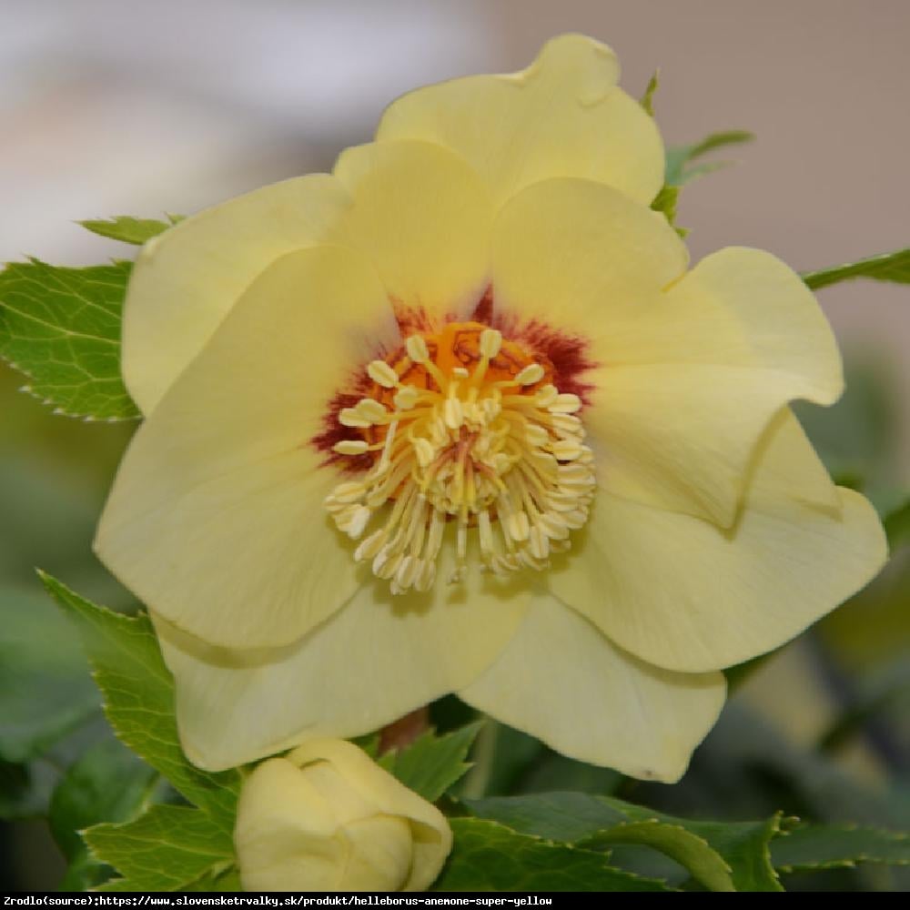 Ciemiernik wschodni Anemone Super Yellow - Rarytas, intensywnie żółty !!! - Helleborus orientalis Anemone Super Yellow