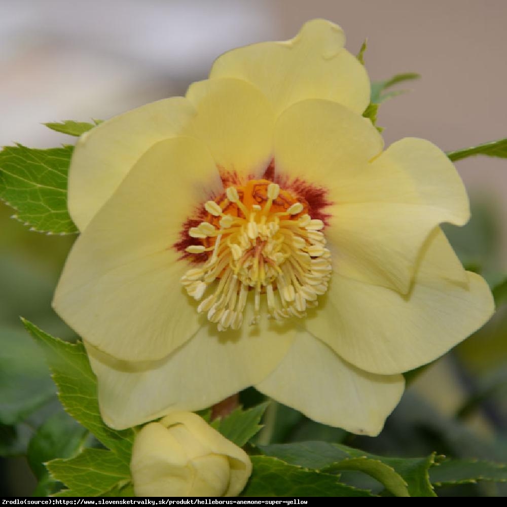 Ciemiernik wschodni Anemone Super Yellow - Rarytas, intensywnie żółty !!! - Helleborus orientalis Anemone Super Yellow