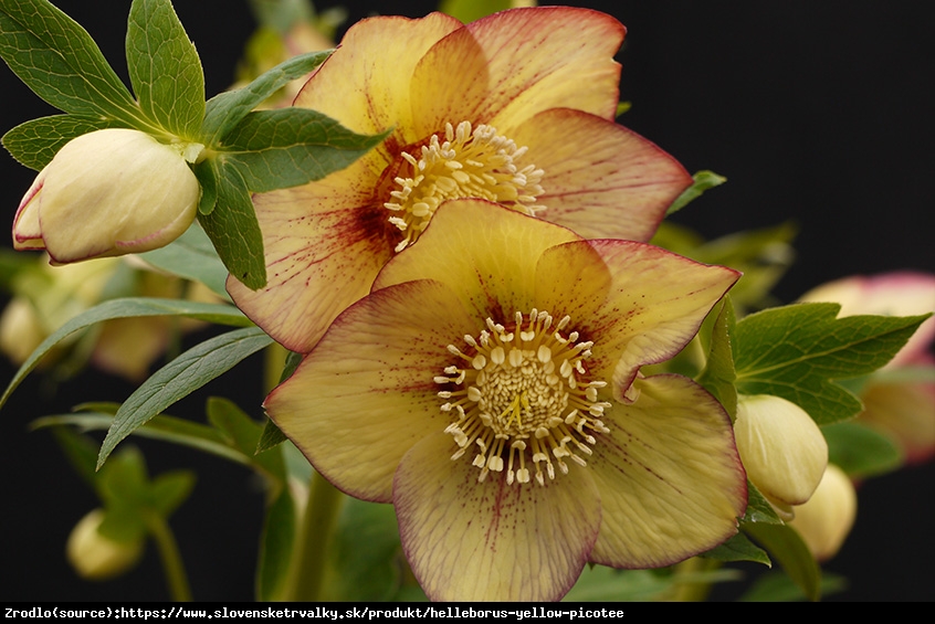 Ciemiernik wschodni Single Apricote Picotte - pomarańczowy RARYTAS !!! - Helleborus orientalis Single Apricote Picotte