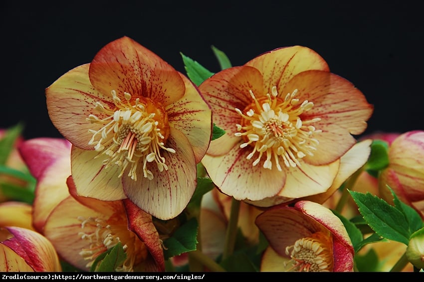 Ciemiernik wschodni Single Apricote Picotte - pomarańczowy RARYTAS !!! - Helleborus orientalis Single Apricote Picotte