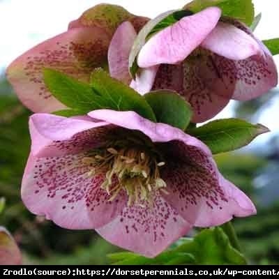 Ciemiernik wschodni Single Pink Spotted. KWIAT Z  PAZUREM!!! - Helleborus orientalis Single Pink Spotted