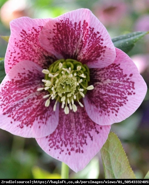 Ciemiernik wschodni Single Pink Spotted. KWIAT Z  PAZUREM!!! - Helleborus orientalis Single Pink Spotted