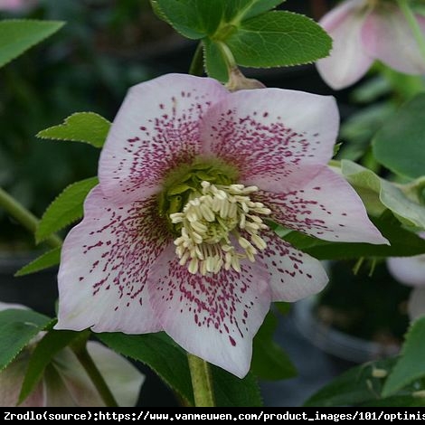 Ciemiernik wschodni Single Pink Spotted. KWIAT Z  PAZUREM!!! - Helleborus orientalis Single Pink Spotted