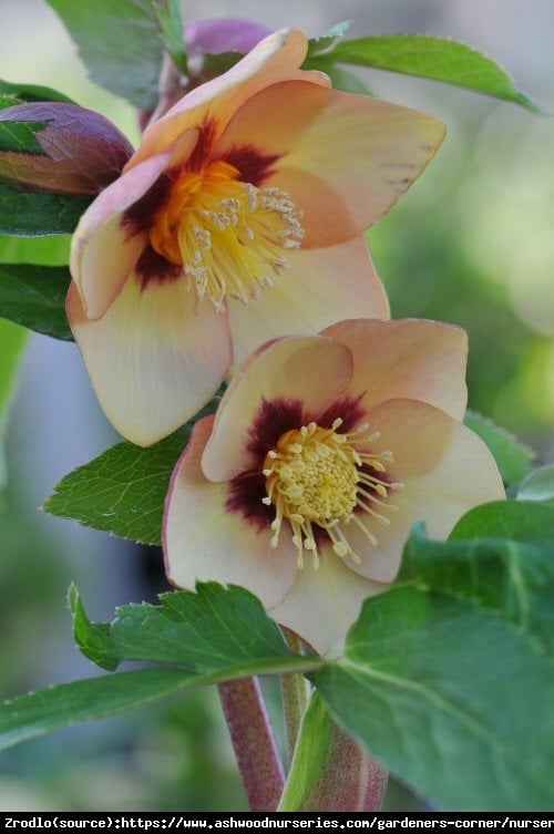 Ciemiernik wschodni Single Peach Red Center- RARYTAS, brzoskwiniowy z czerwonym środkiem !!! - Helleborus orientalis Single Peach Red Center