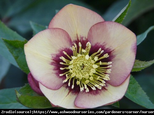 Ciemiernik wschodni Single Peach Red Center- RARYTAS, brzoskwiniowy z czerwonym środkiem !!! - Helleborus orientalis Single Peach Red Center