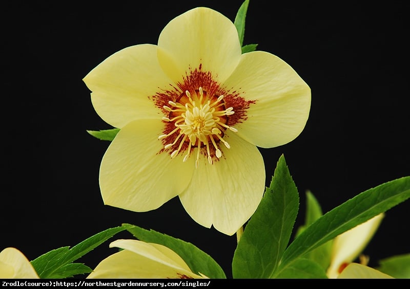 Ciemiernik wschodni Single Yellow Red Center- RARYTAS, żółty z czerwonym środkiem !!! - Helleborus orientalis Single Yellow Red Center