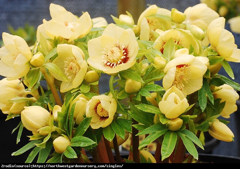 Ciemiernik wschodni Single Yellow Red Center- RARYTAS, żółty z czerwonym środkiem !!! - Helleborus orientalis Single Yellow Red Center