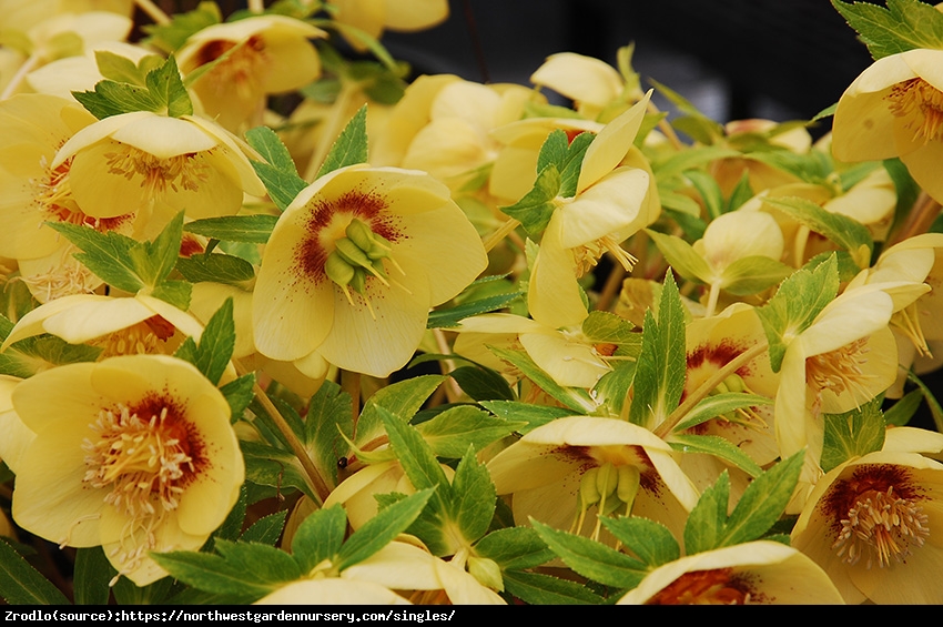 Ciemiernik wschodni Single Yellow Red Center- RARYTAS, żółty z czerwonym środkiem !!! - Helleborus orientalis Single Yellow Red Center