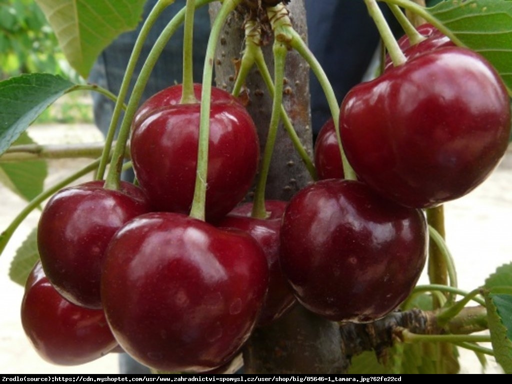 Czereśnia kolumnowa Tamara - BARDZO DUŻE OWOCE!!! - Prunus avium Tamara