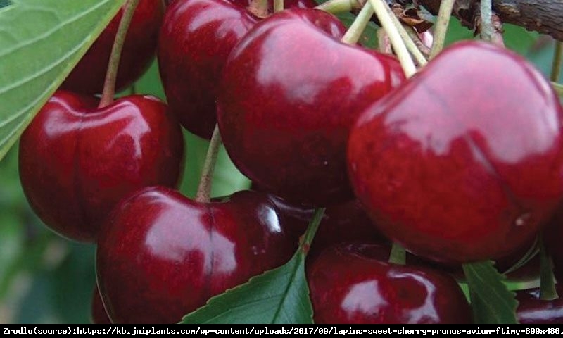 Czereśnia kolumnowa Lapins - NIEZAWODNA ODMIANA,SAMOPYLNA!!! - Prunus avium Lapins