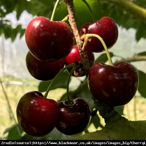 Czereśnia kolumnowa Lapins - NIEZAWODNA ODMIANA,SAMOPYLNA!!! - Prunus avium Lapins