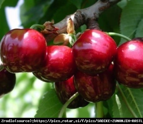 Czereśnia kolumnowa Grace Star - BARDZ DUŻY OWOC.SAMOPYLNA!!! - Prunus avium Grace Star