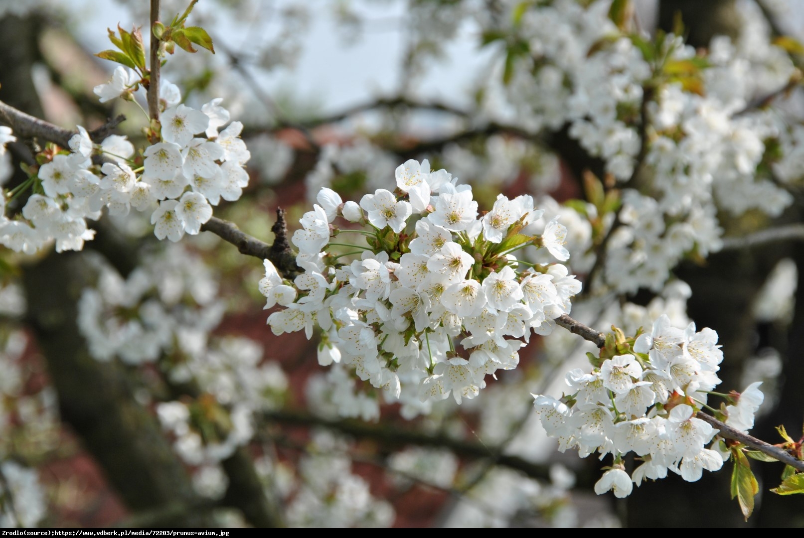 Czereśnia kolumnowa Grace Star - BARDZ DUŻY OWOC.SAMOPYLNA!!! - Prunus avium Grace Star