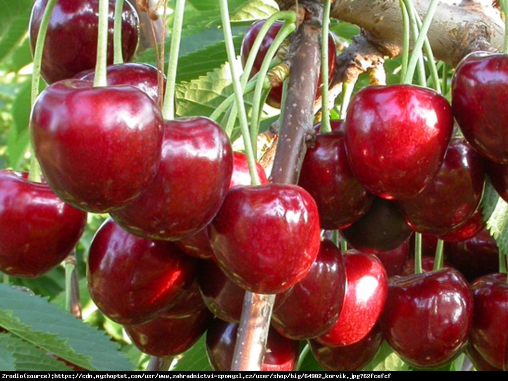 Czereśnia kolumnowa Early Korvik - Prunus avium Early Korvik