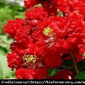 Lagerstremia indyjska Dynamite - UNIKAT,wiśniowoczerwone kwiaty nawet w pełnym słońcu , NA PNIU!!! - Lagerstroemia indica Dynamite NA PNIU