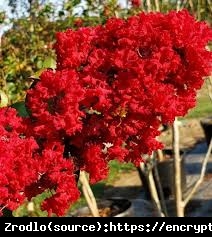 Lagerstremia indyjska Dynamite - UNIKAT,wiśniowoczerwone kwiaty nawet w pełnym słońcu , NA PNIU!!! - Lagerstroemia indica Dynamite NA PNIU