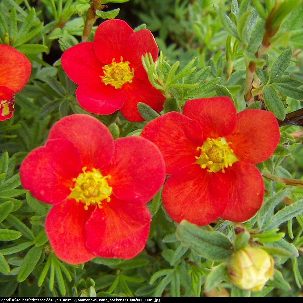 Pięciornik Red Ace -  Potentilla fruticosa Red Ace