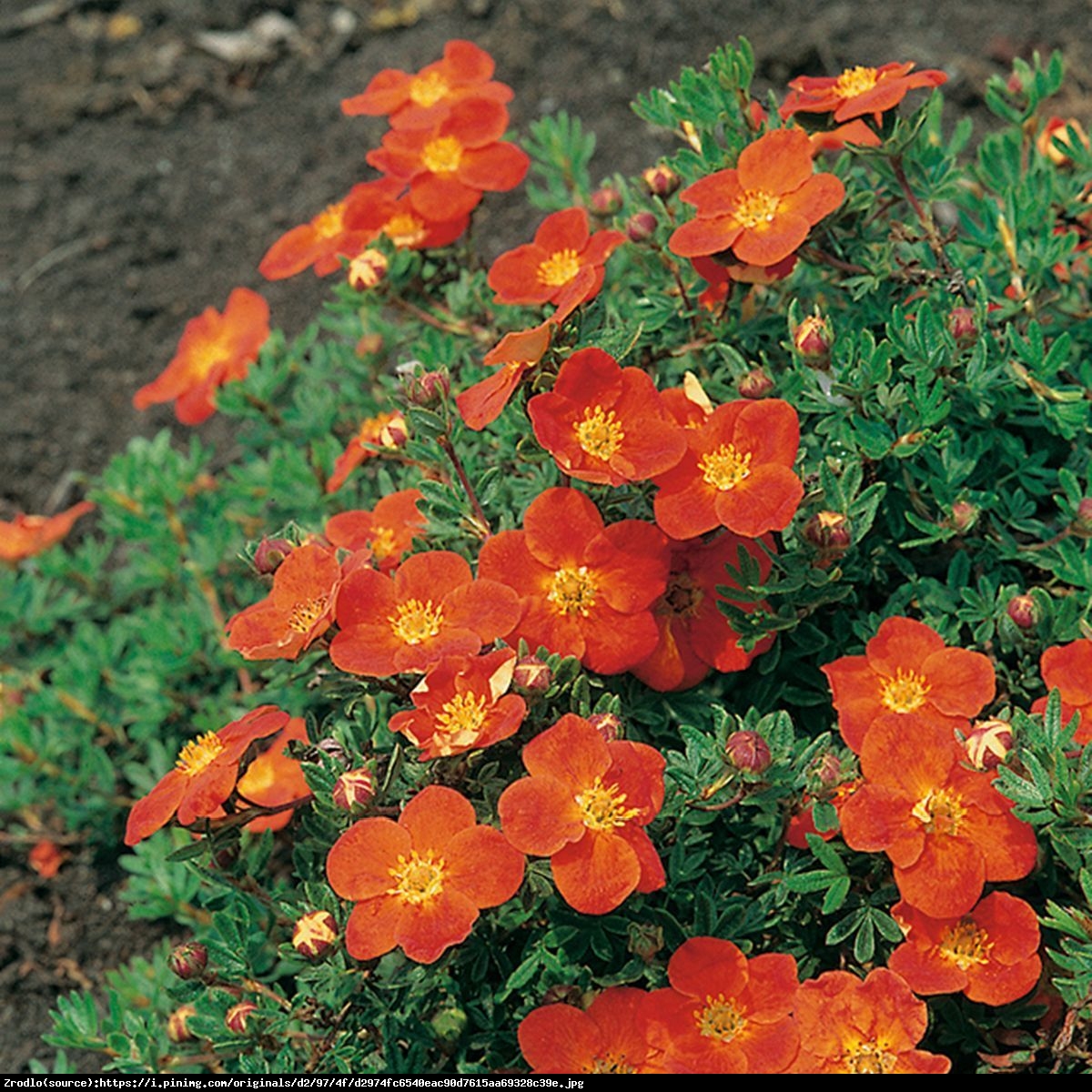 Pięciornik Red Ace -  Potentilla fruticosa Red Ace