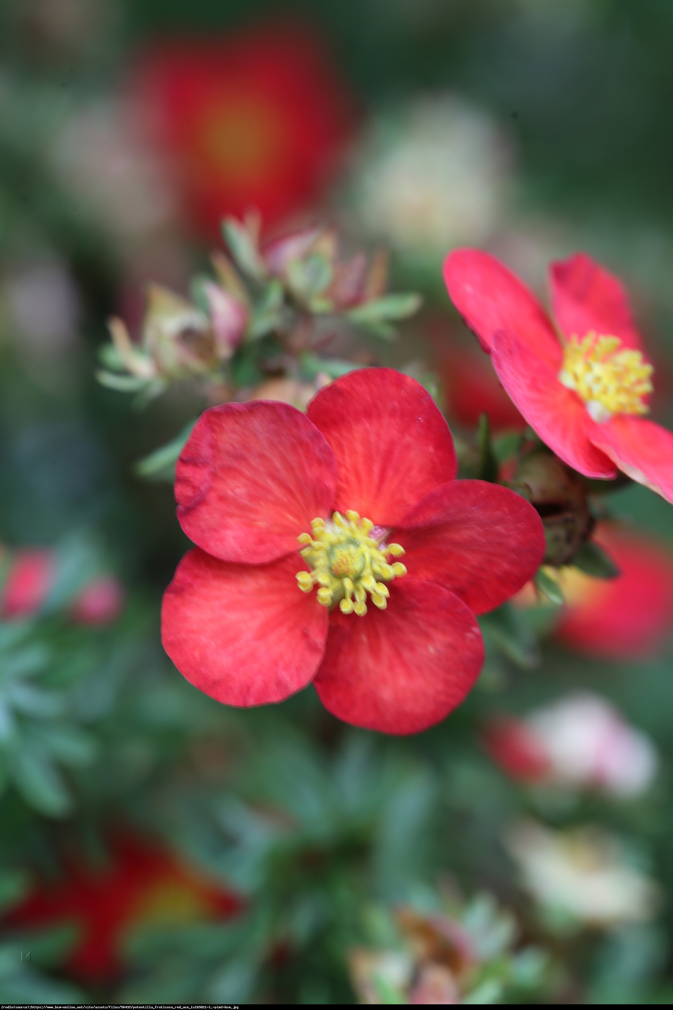 Pięciornik Red Ace -  Potentilla fruticosa Red Ace