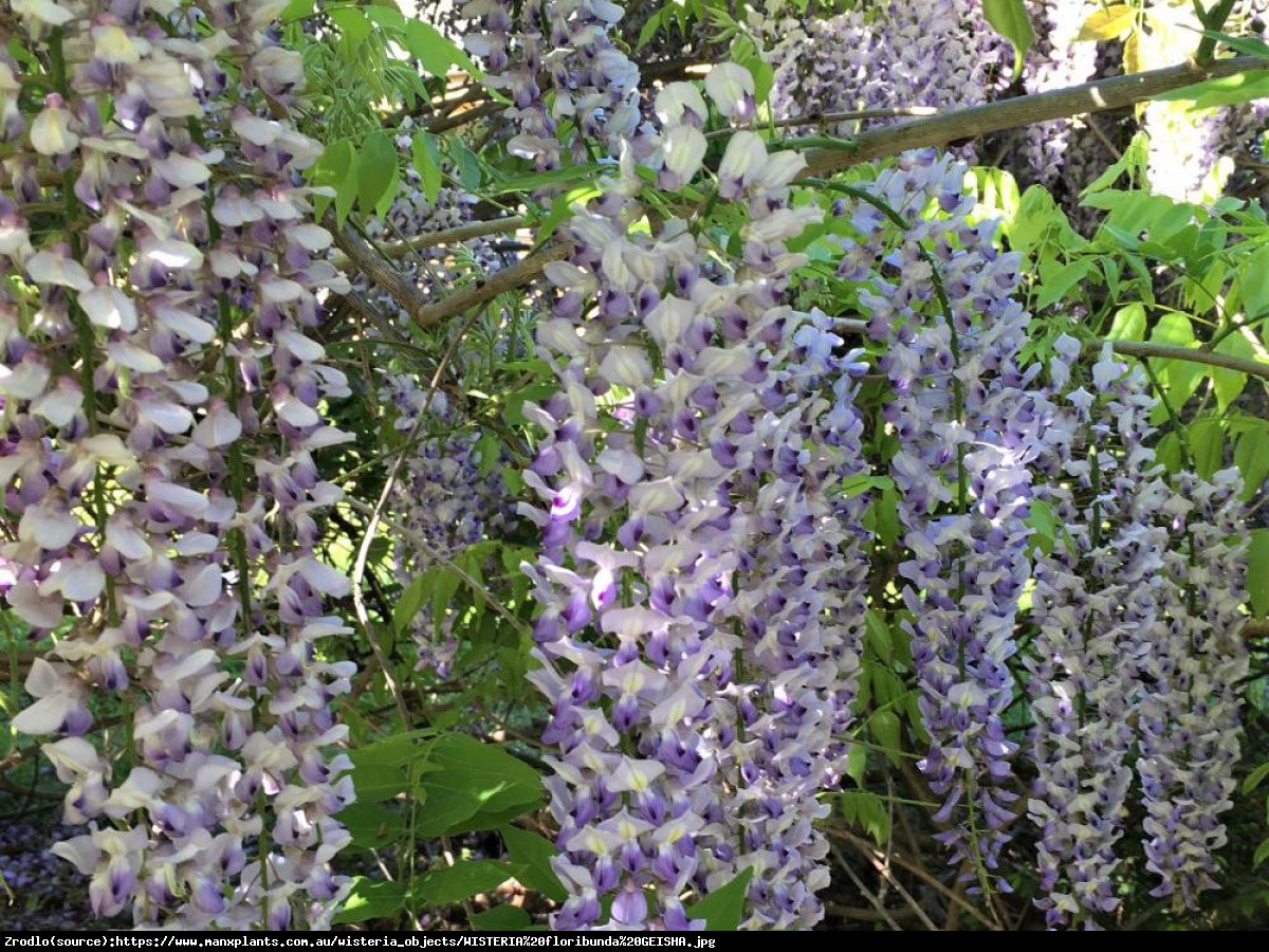 Glicynia kwiecista Geisha -  DWUKOLOROWE KWIATY, unikat !!! - Wisteria floribunda Geisha