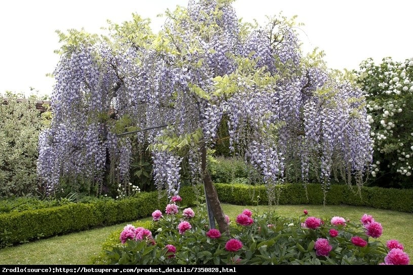 Glicynia kwiecista Geisha -  DWUKOLOROWE KWIATY, unikat !!! - Wisteria floribunda Geisha