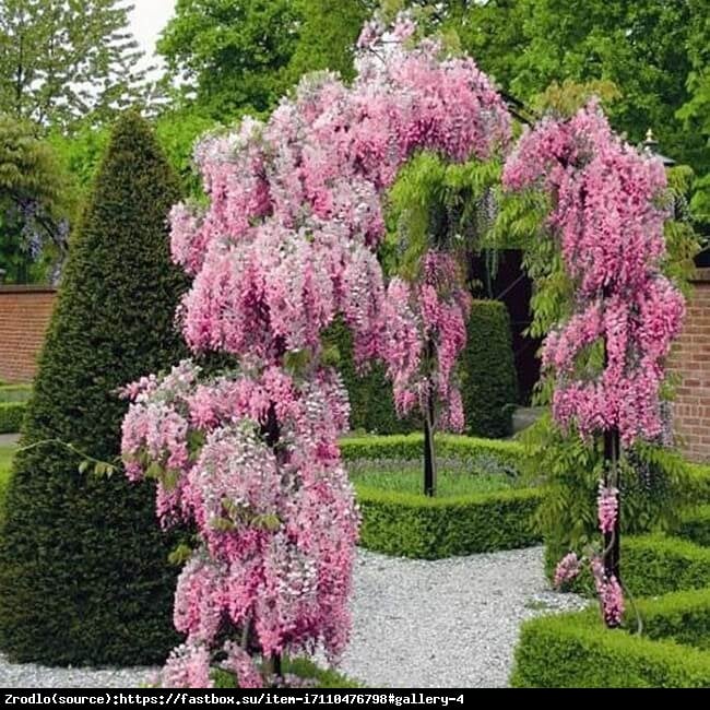 Glicynia kwiecista Roselliana -  RÓŻOWE KWIATY, RARYTAS !!! - Wisteria floribunda Roselliana