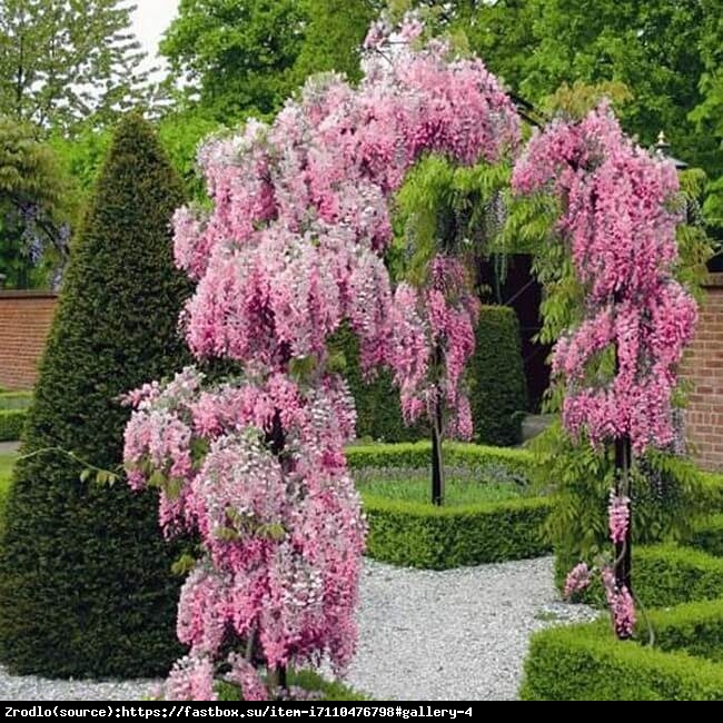 Glicynia kwiecista Roselliana -  RÓŻOWE KWIATY, RARYTAS !!! - Wisteria floribunda Roselliana