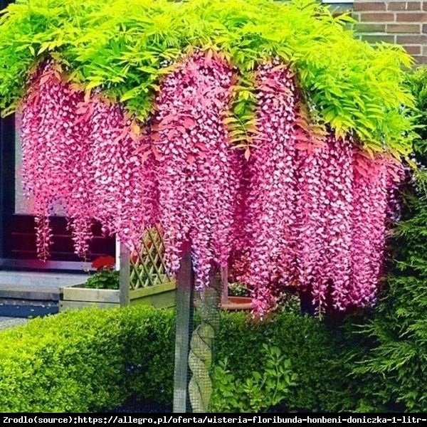 Glicynia kwiecista Roselliana -  RÓŻOWE KWIATY, RARYTAS !!! - Wisteria floribunda Roselliana