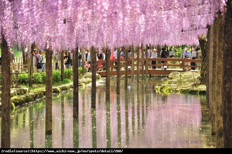 Glicynia kwiecista Roselliana -  RÓŻOWE KWIATY, RARYTAS !!! - Wisteria floribunda Roselliana