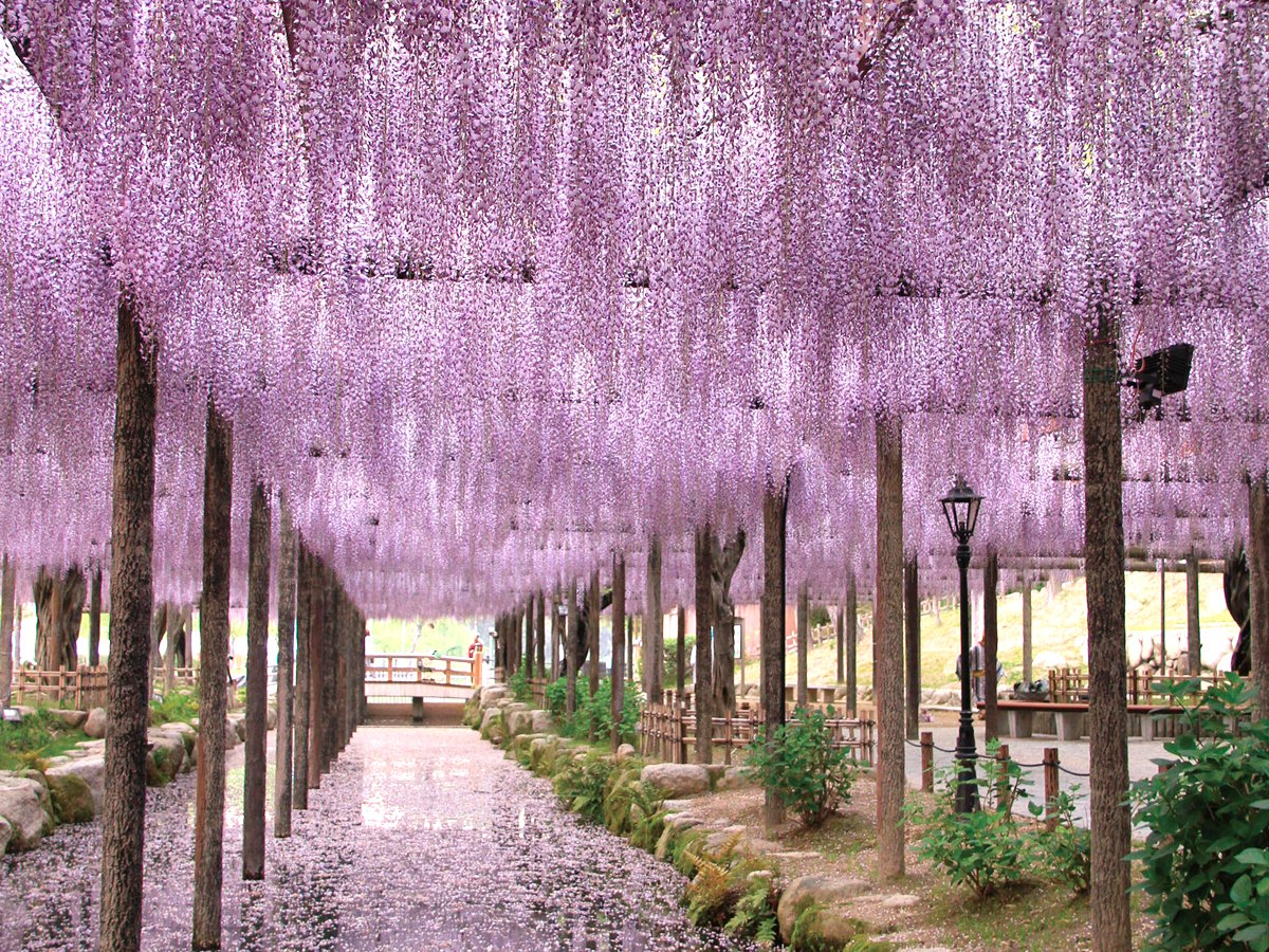 Glicynia kwiecista Roselliana -  RÓŻOWE KWIATY, RARYTAS !!! - Wisteria floribunda Roselliana