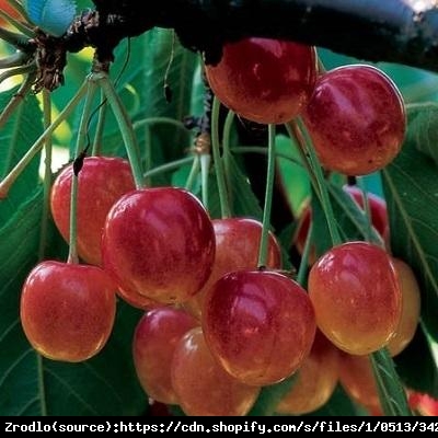Czereśnia Vega -SMACZNE I CHRUPKIE OWOCE!!! - Prunus Vega