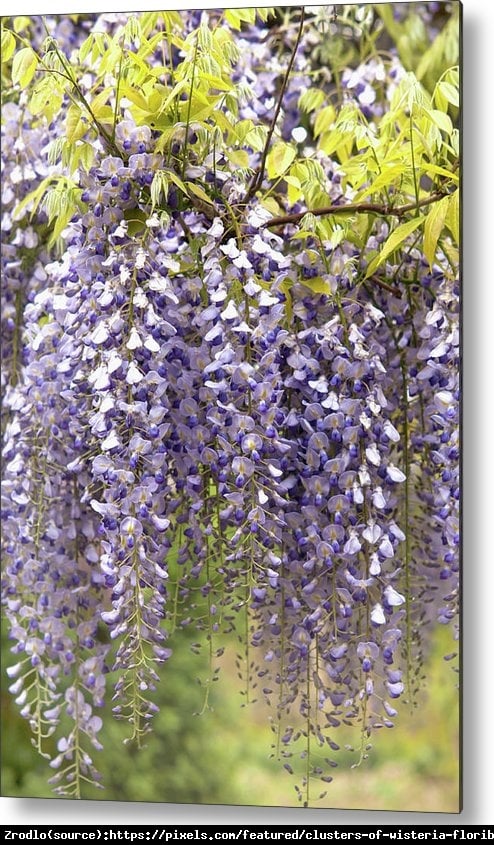 Glicynia kwiecista Lavender Lace -  Najdłuższe kwiatostany, RARYTAS !!! - Wisteria floribunda Lawender Lace