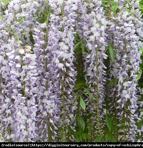 Glicynia kwiecista Lavender Lace -  Najdłuższe kwiatostany, RARYTAS !!! - Wisteria floribunda Lawender Lace