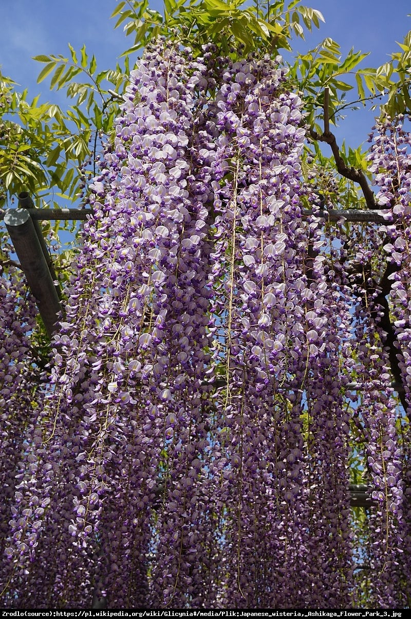 Glicynia kwiecista Lavender Lace -  Najdłuższe kwiatostany, RARYTAS !!! - Wisteria floribunda Lawender Lace