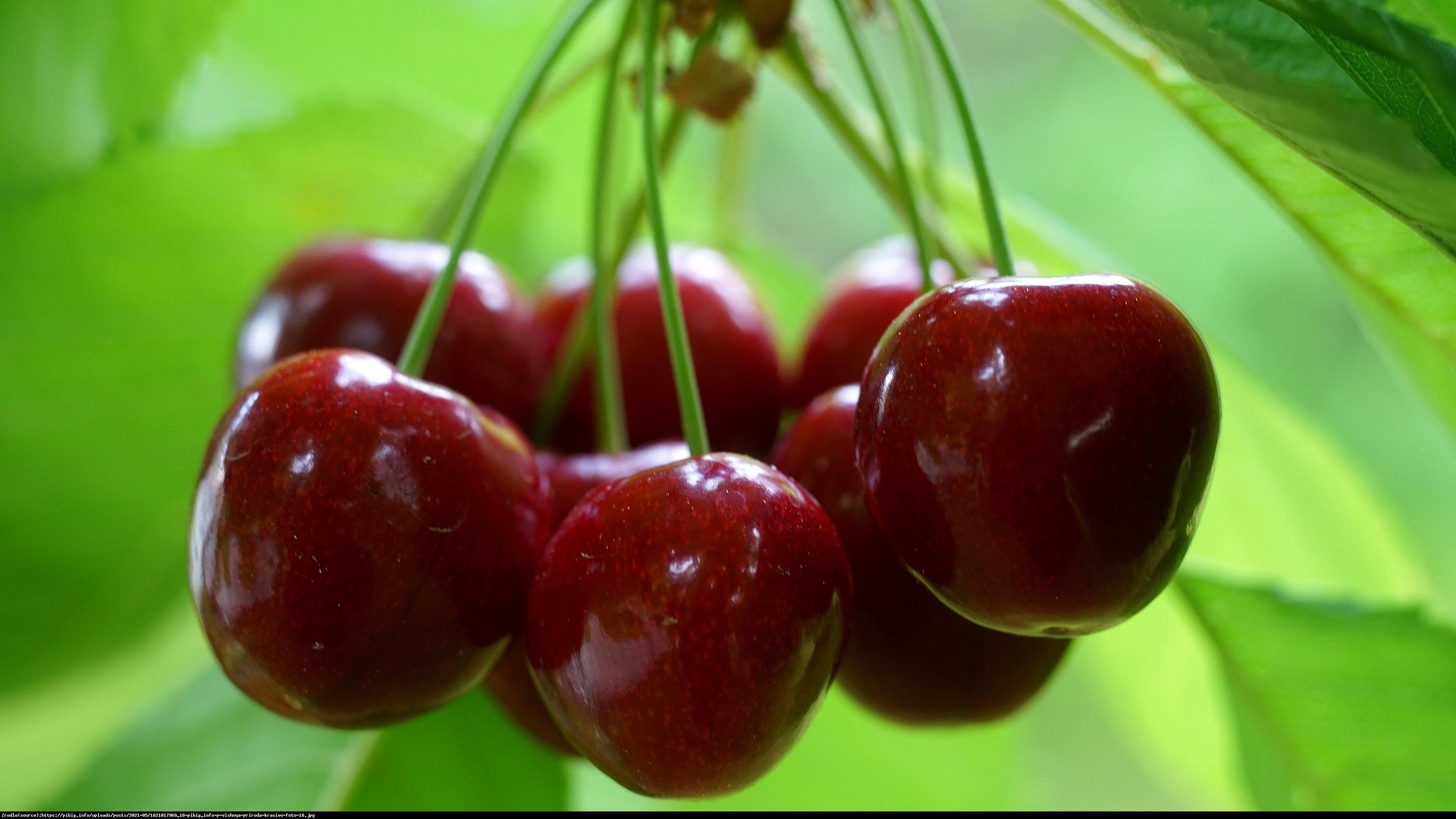 Czereśnia Proszczalna-OLBRZYMKA BEZ ROBAKÓW!!! - Prunus Prioszczalna