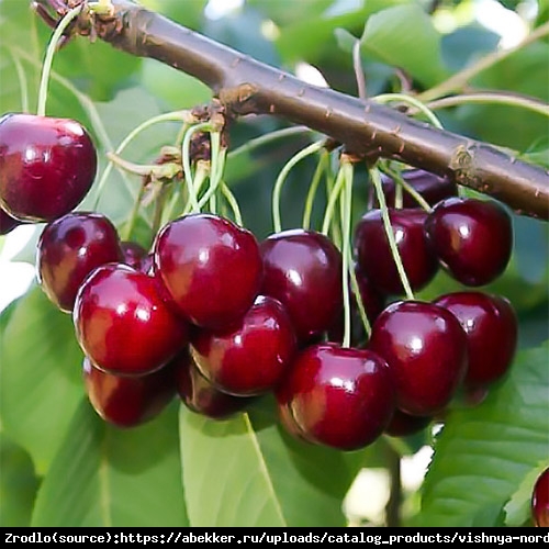 Czereśnia kolumnowa Irena- BARDZO DUŻE OWOCE!!! - Prunus avium Irena