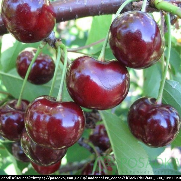 Czereśnia kolumnowa Irena- BARDZO DUŻE OWOCE!!! - Prunus avium Irena