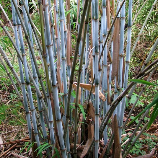 Bambus Fargesia Grex - niebieskie pędy, NIEINWAZYJNY, unikat!!! - Fargesia papyrifera Grex