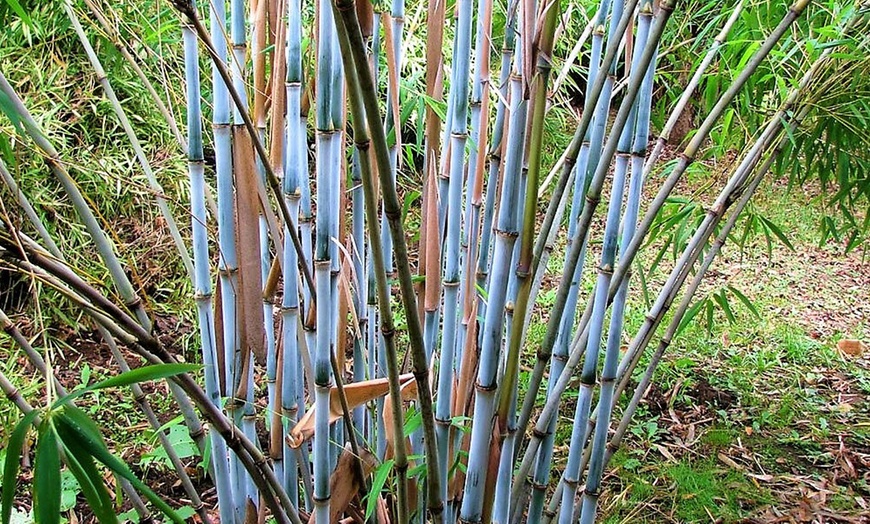 Bambus Fargesia Grex - niebieskie pędy, NIEINWAZYJNY, unikat!!! - Fargesia papyrifera Grex