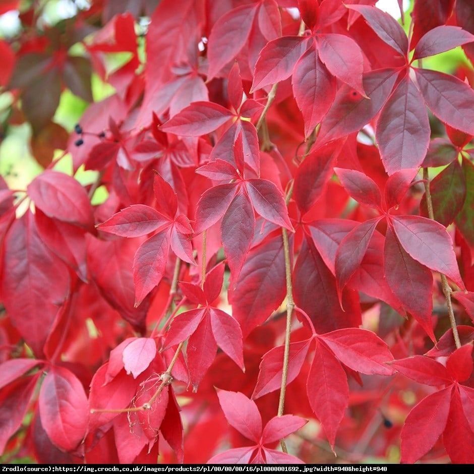 Winobluszcz pieciolistkowy - Parthenocissus quinquefolia