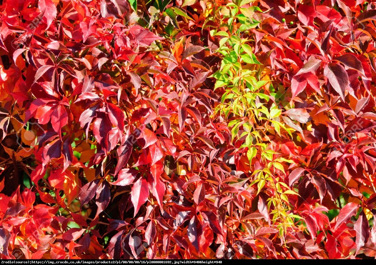 Winobluszcz pieciolistkowy - Parthenocissus quinquefolia