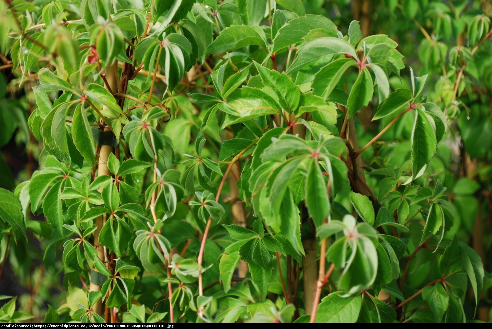 Winobluszcz pieciolistkowy - Parthenocissus quinquefolia