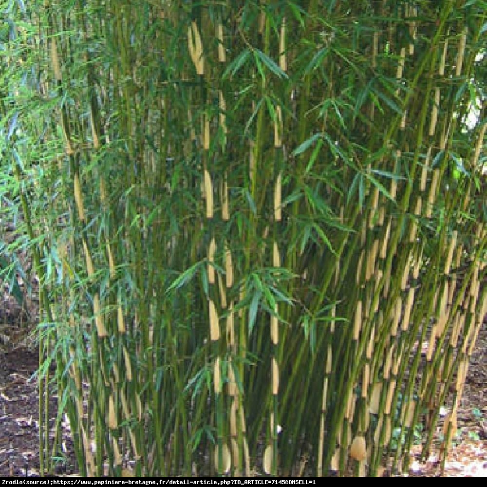 Bambus Fargesia olbrzymia Formidable - dwukolorowy, MROZOODPORNY, unikat!!! - Fargesia robusta Formidable