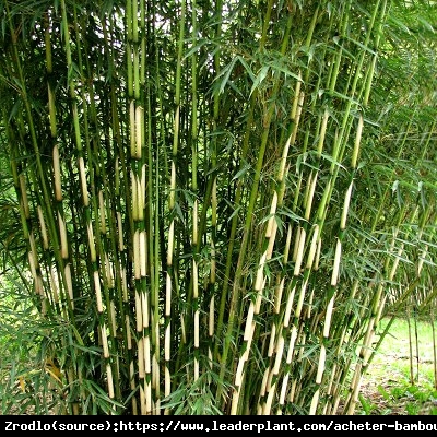 Bambus Fargesia olbrzymia Pingwu - dwukolorowy, MROZOODPORNY, zielona ściana!!! - Fargesia robusta Pingwu