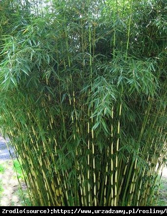 Bambus Fargesia olbrzymia Pingwu - dwukolorowy, MROZOODPORNY, zielona ściana!!! - Fargesia robusta Pingwu
