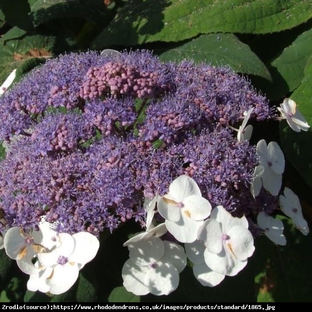 Hortensja kosmata SARGENTIANA-CUDO KOLEKCJONERSKIE!!! - Hydrangea aspera Sargentiana