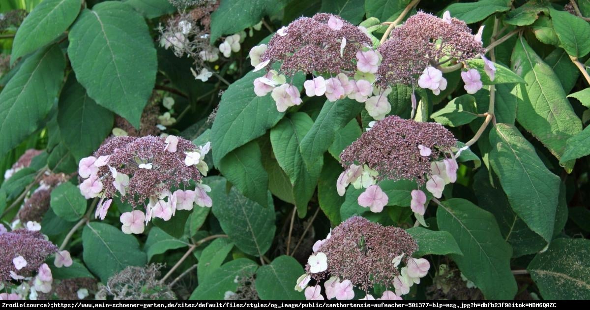 Hortensja kosmata SARGENTIANA-CUDO KOLEKCJONERSKIE!!! - Hydrangea aspera Sargentiana